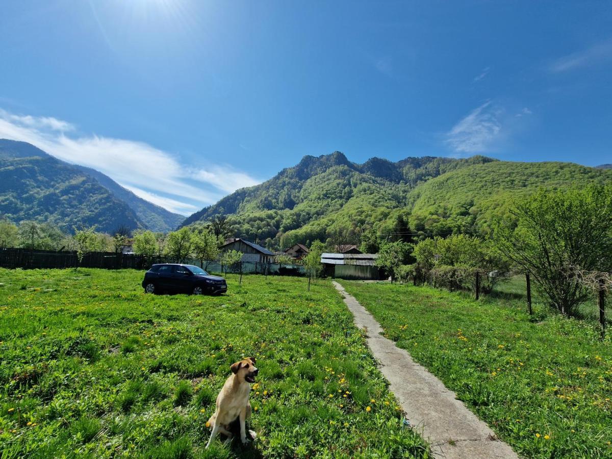 Green Nest Brezoi Exterior photo